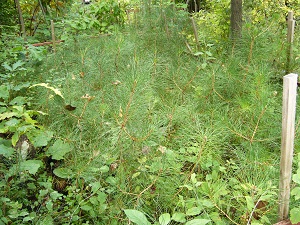 plants d'une des productions de pins rigides